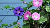 آموزش کاشت بذر نیلوفر پیچ (Ipomoea purpurea)